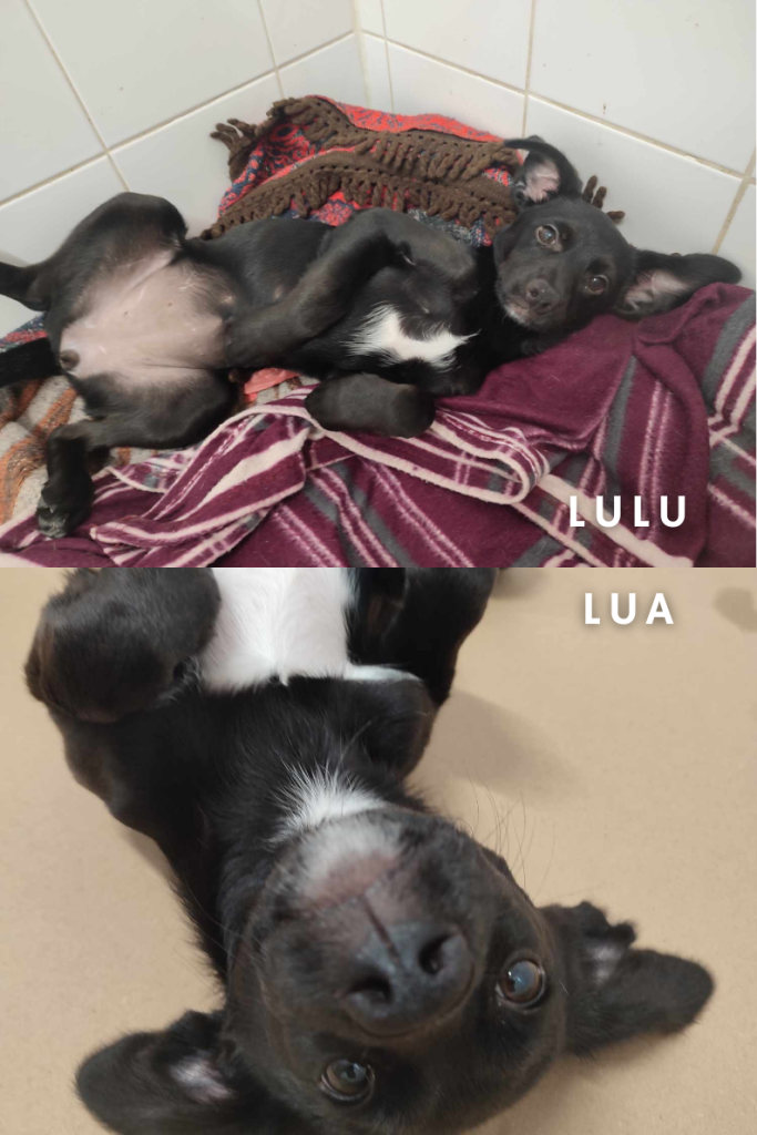 Lua & Lulu