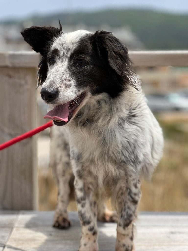 Bella