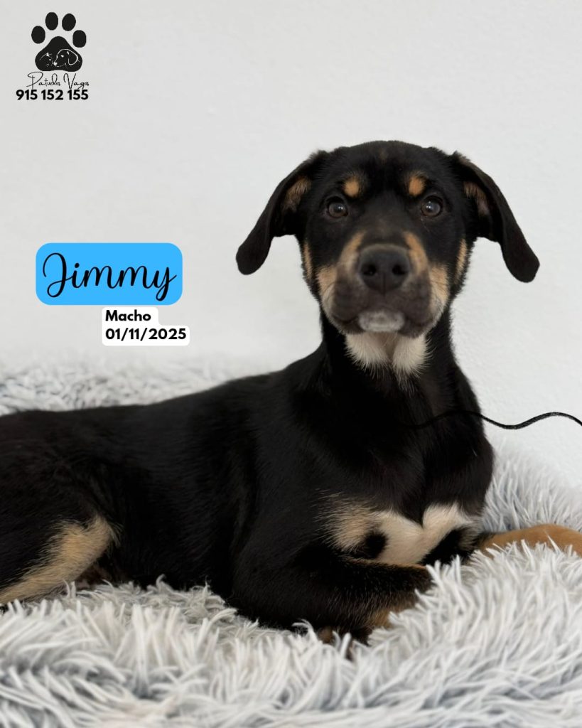 Jimmy, Joca & Jasmin