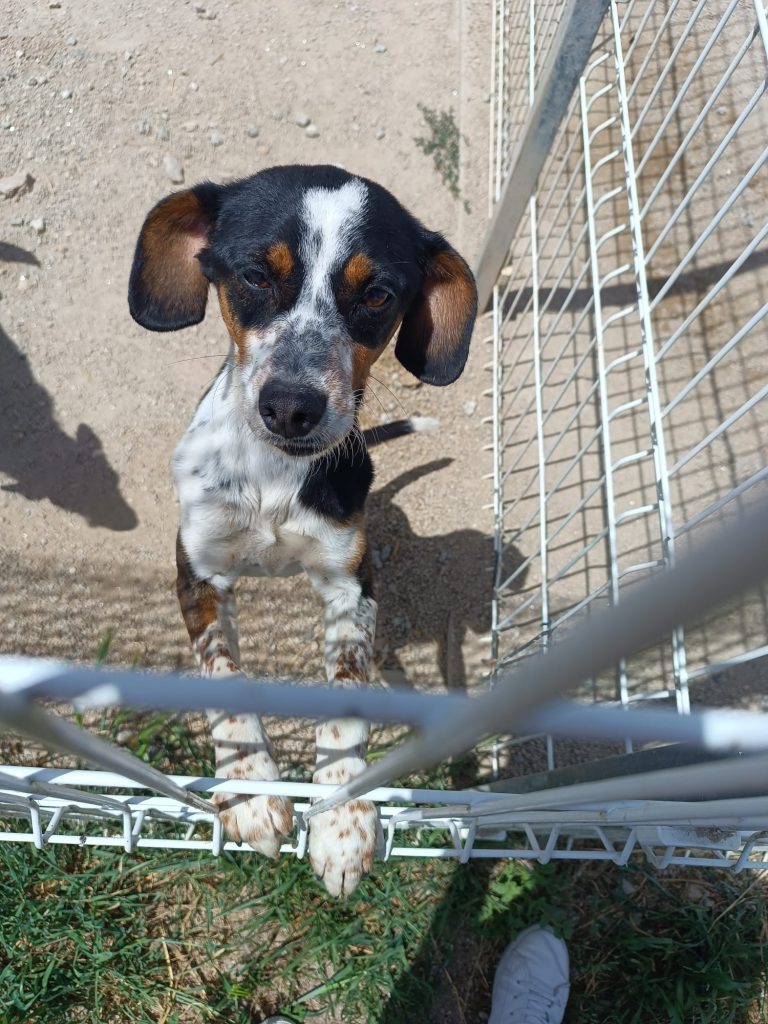 Jolie